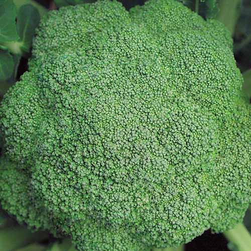 A close up square image of 'Marathon' hybrid broccoli cultivar growing in the garden.