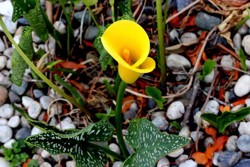 A close up horizontal image of a yellow Zantedeschia 'Millennium Gold' flower growing in a rocky location in the garden.