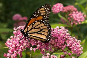 15 of the Best Types of Milkweed for Monarch Butterflies | Gardener’s Path