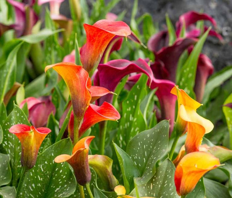 Calla Pflanze Pflege