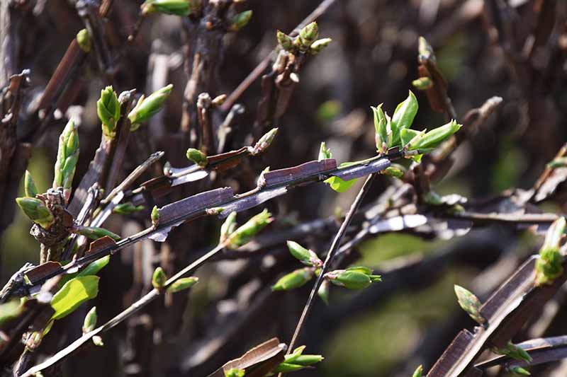 A close up horizontal image of the branches of a burning bush shrub showing the new spring growth pictured in light sunshine.