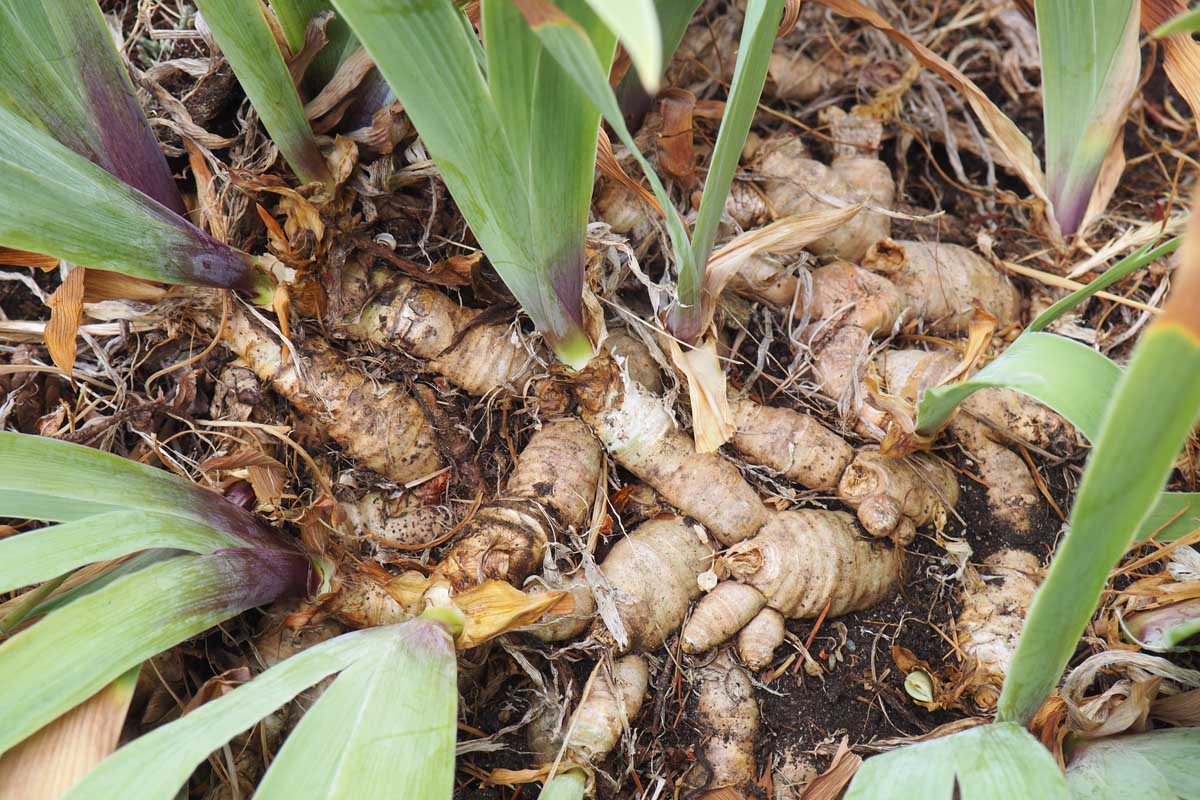 How To Lift Divide And Transplant Iris Plants Gardener s Path How To Lift Divide And Transplant Iris Plants Gardener s Path