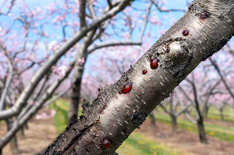 A close up horizontal image of the branch of a fruit tree with symptoms of perennial canker.