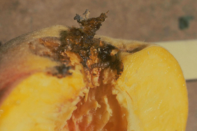 A close up horizontal image of a peach infested with peach twig borer larvae.