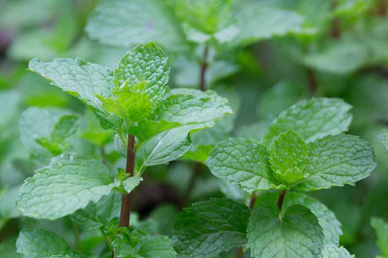 A close up horizontal image of peppermint growing in the garden pictured on a soft focus background.