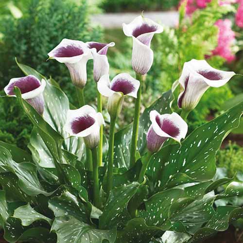 A close up square image of white and purple bicolored Zantedeschia 'Picasso' flowers growing in a garden border.