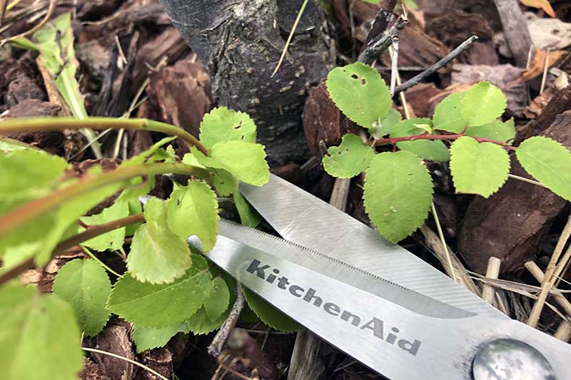 A close up horizontal image of scissors from the right of the frame pruning suckers from the base of a fruit tree.