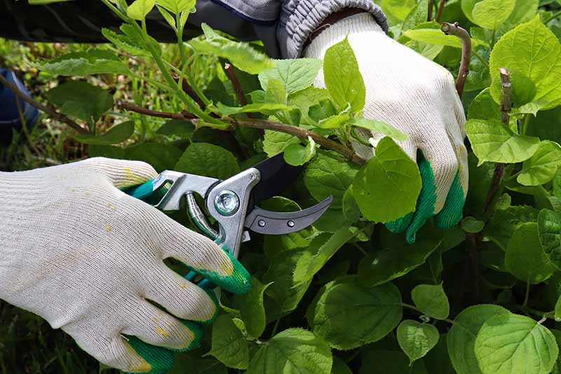 A close up horizontal image of a gardener wearing gloves holding a pair of pruners to cut branches of a hydrangea shrub.