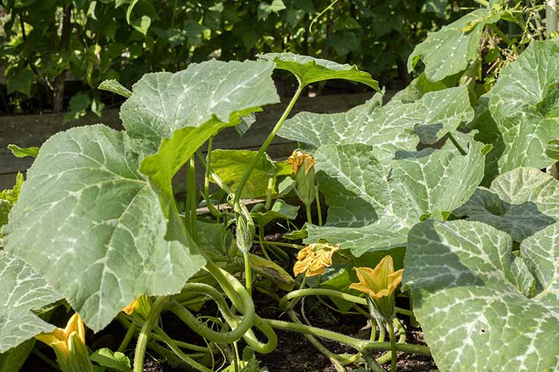 A close up horizontal image of a pumpkin plant growing in the garden pictured in bright sunshine.