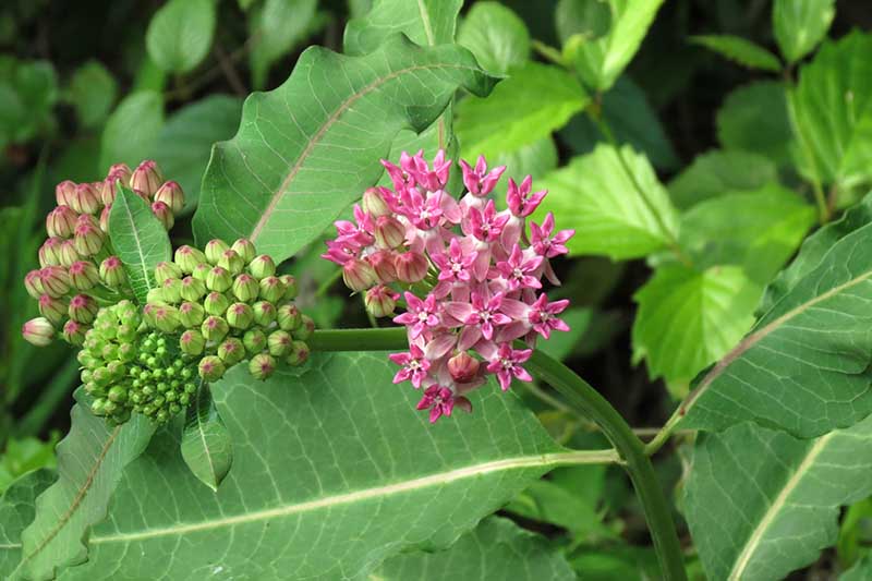 A close up horizontal image of purple milkweed flowers surrounded by green foliage.
