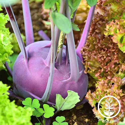 A close up square image of a purple kohlrabi plant growing in the garden next to salad greens. To the bottom right of the frame is a white circular logo with text.