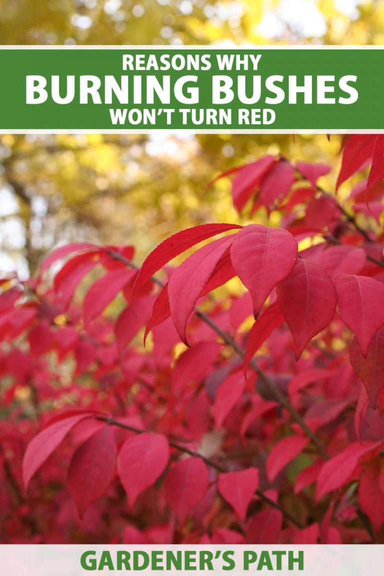 7 Reasons for Burning Bush Not Turning Red | Gardener’s Path