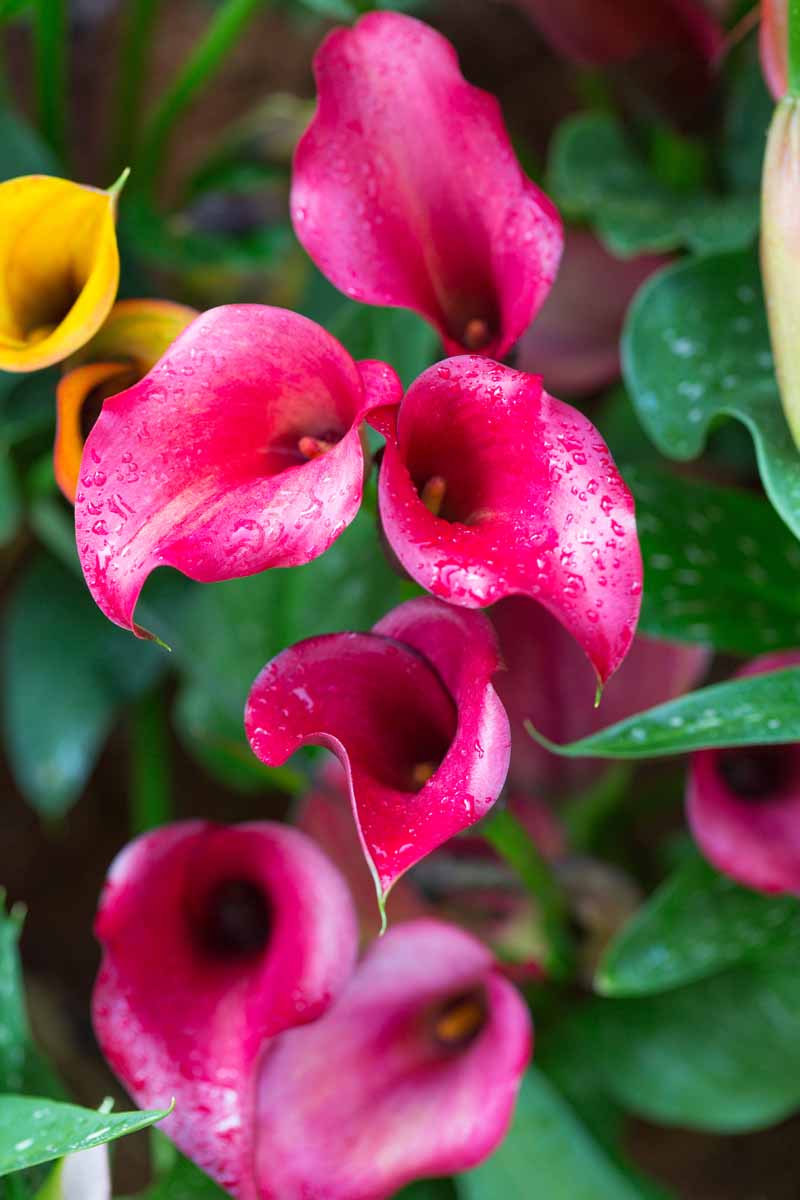 A close up vertical image of dark pink calla lilies with droplets of water on the petals pictured on a soft focus background.