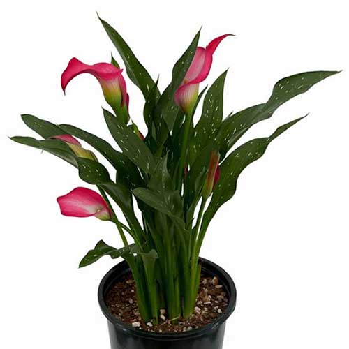 A close up square image of a red calla lily growing in a pot isolated on a white background.