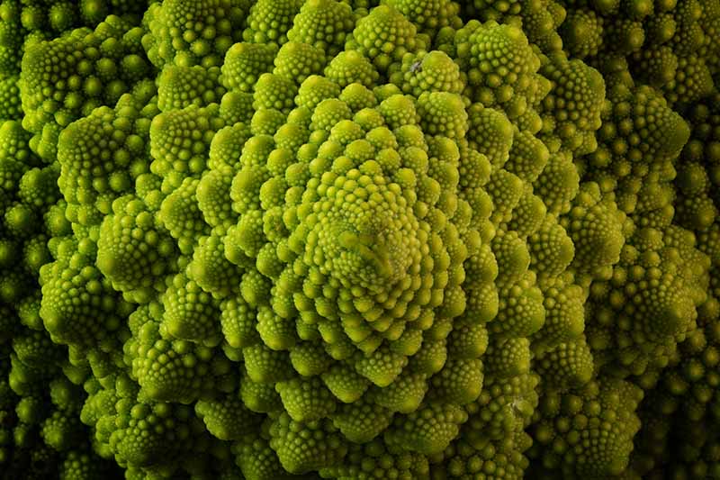 A close up, top down horizontal image of a Romanesco broccoli head fading to soft focus in the background.