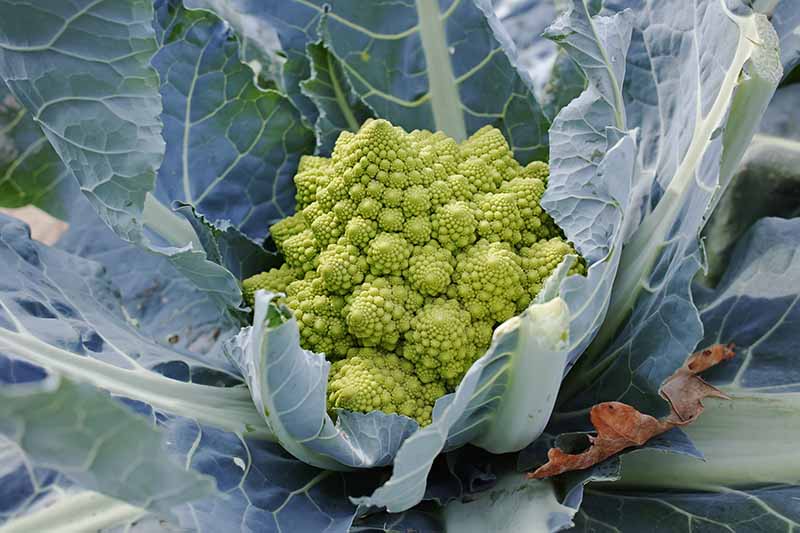 A close up horizontal image of a developing head of Romanesco broccoli surrounded by deep green foliage.