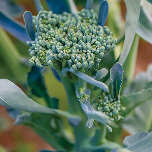 A close up square image of 'Royal Tenderette' broccoli growing in the garden pictured on a soft focus background.
