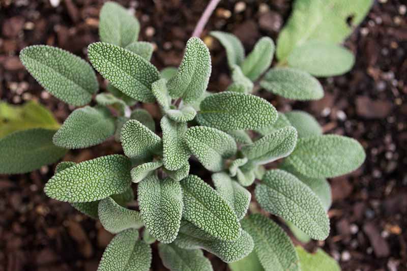 A close up top down image of sage growing in the garden.