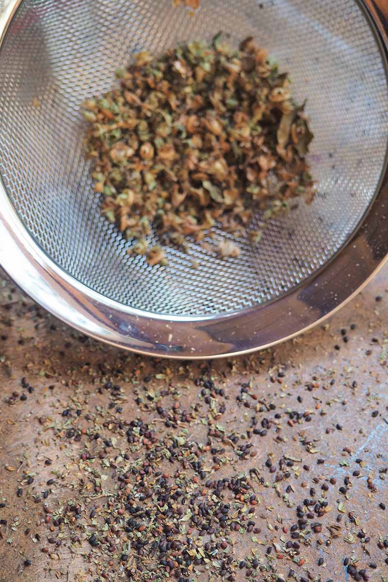 A close up vertical image of a sieve being used to separate seeds from pods.