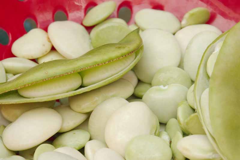 A close up horizontal image of shelled lima beans in a red container.