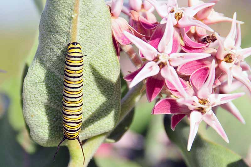 A close up horizontal image of a monarch caterpillar on a leaf next to a pink and white milkweed flower.