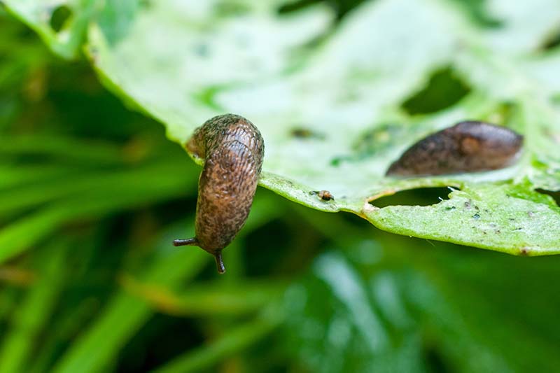 A close up horizontal image of slugs munching on vegetation in the veggie garden pictured on a soft focus background.