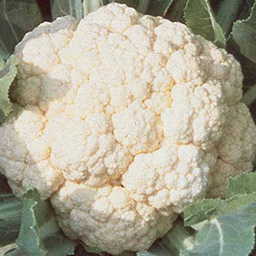 A close up square image of a 'Snowball Self Blanching' cauliflower head pictured in bright sunshine.