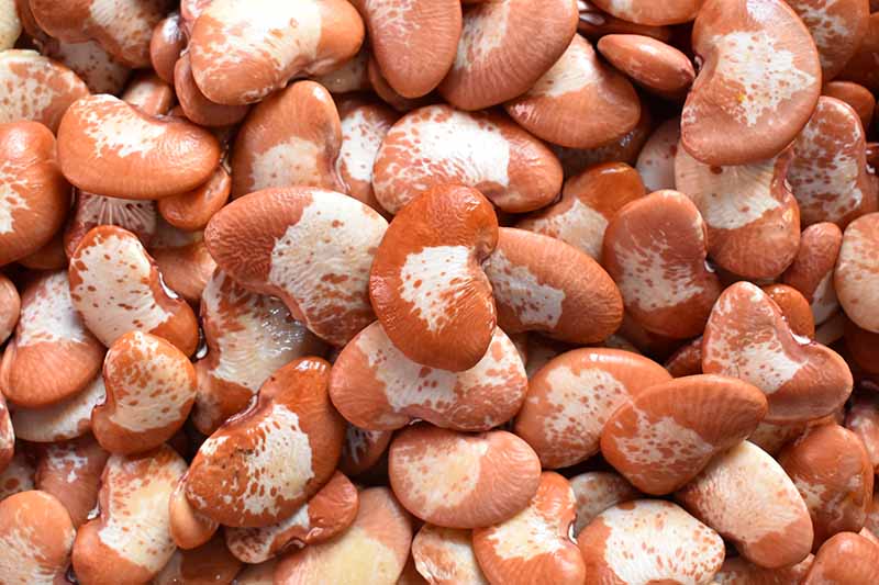 A close up horizontal image of a pile of speckled lima beans after soaking in water.