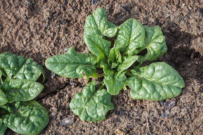 A close up horizontal image of spinach plants growing in the garden.