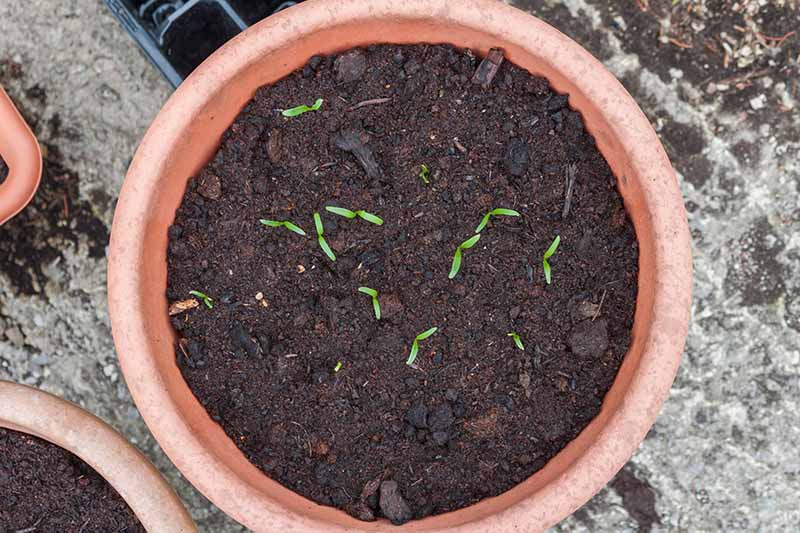 A close up horizontal image of a terra cotta pot with tiny seedlings just starting to germinate.