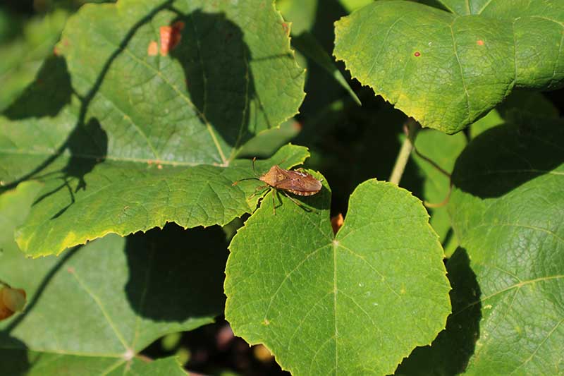 A close up horizontal image of a squash bug (Anasa tristis) on the foliage of a plant, pictured in bright sunshine.