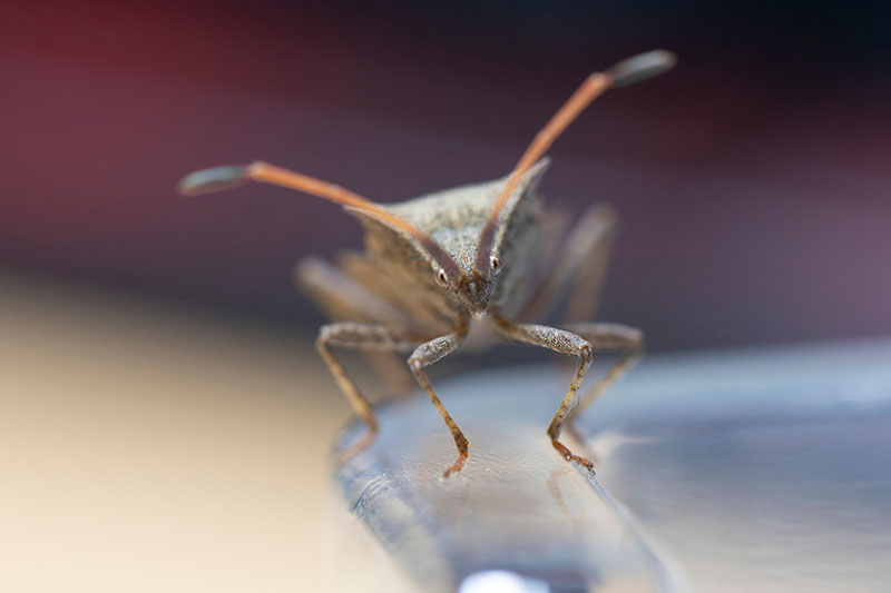 A close up horizontal image of the face of a squash bug (Anasa tristis) pictured on a soft focus background.