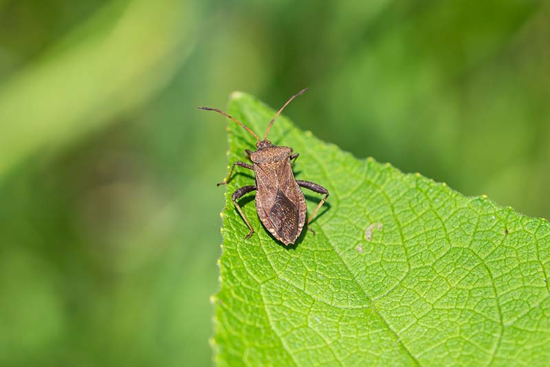 A close up horizontal image of a squash bug on a leaf pictured in light sunshine on a soft focus background.