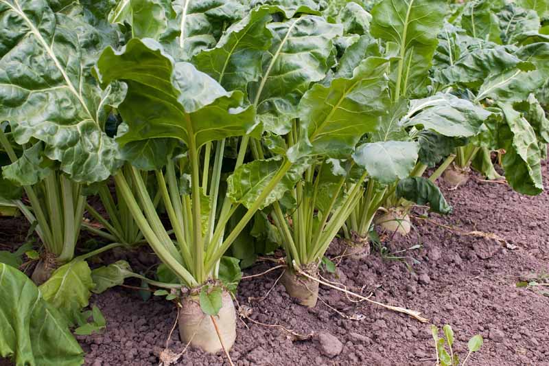 A close up horizontal image of sugar beet crops growing in rows in the garden.