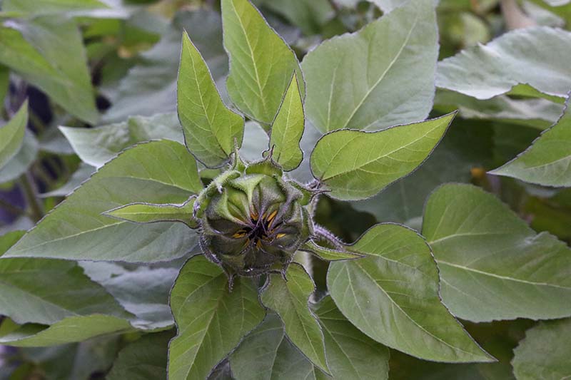 A close up horizontal image of a sunflower that is about to open up surrounded by green foliage.