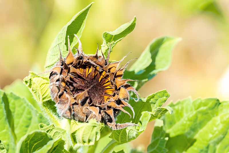 A close up horizontal image of a sunflower suffering from a plant disease pictured in bright sunshine on a soft focus background.