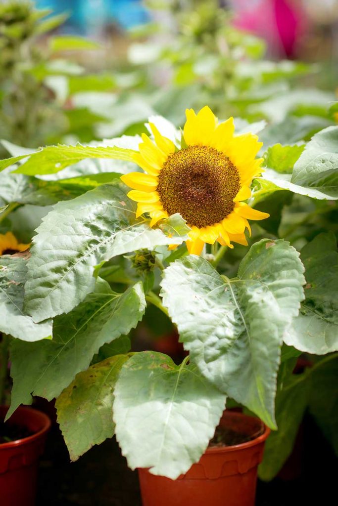 How to Grow Sunflowers in Containers | Gardener’s Path