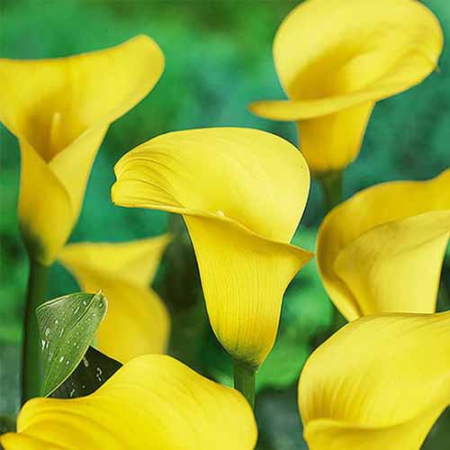 A close up square image of the yellow flowers of Zantedeschia 'Sunshine' pictured on a green soft focus background.