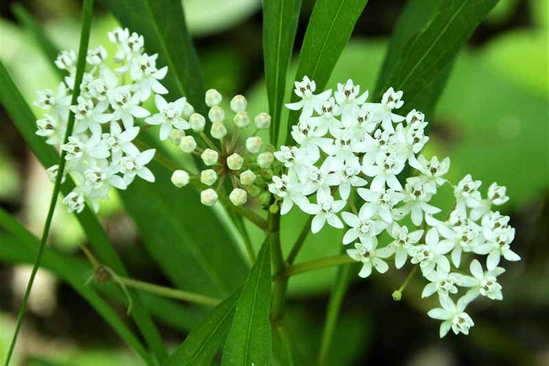 A close up horizontal image of the white flowers of aquatic milkweed pictured on a soft focus background.