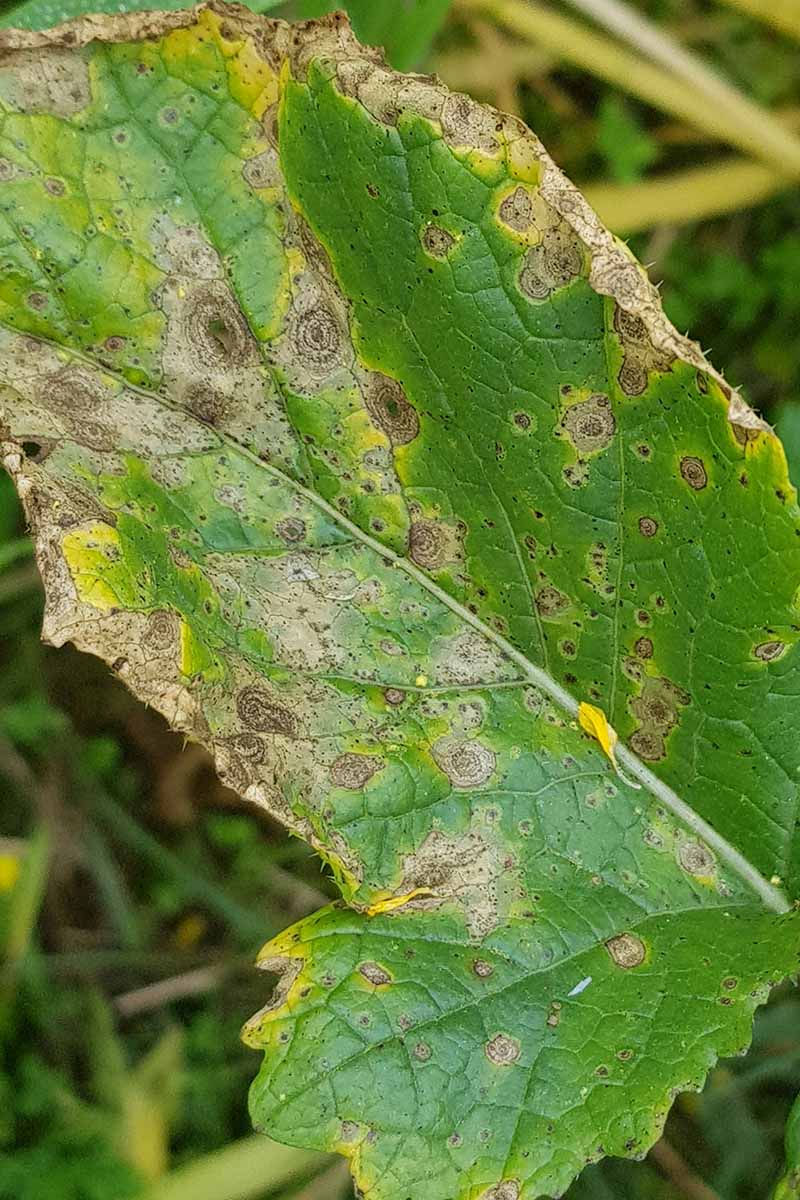A close up vertical image of foliage infected with Alternaria leaf spot.