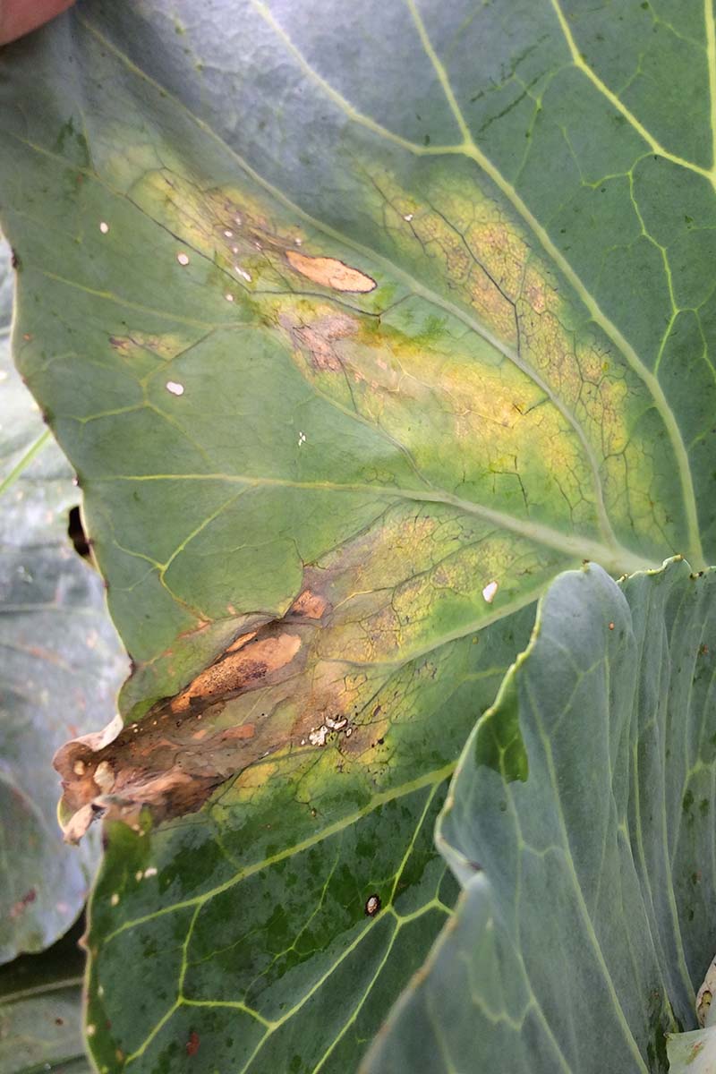 A close up vertical image of the symptoms of black rot on the foliage of a brassica plant.