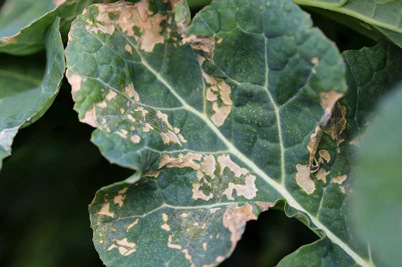A close up horizontal image of a leaf showing symptoms of disease.