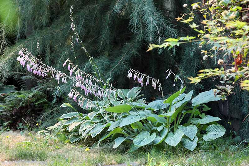 A close up horizontal image of a hosta plant growing under a pine tree, with long flower stalks.