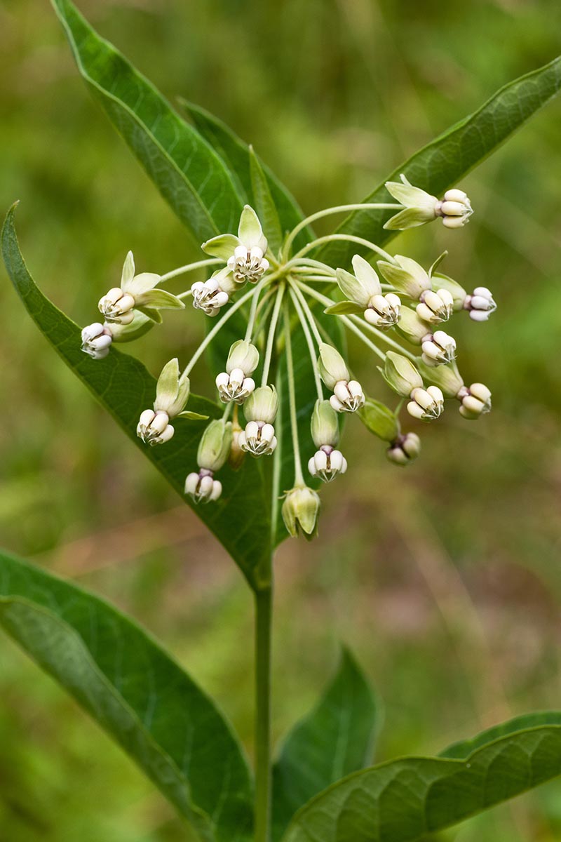 A close up vertical image of a tall milkweed flower pictured on a soft focus background.