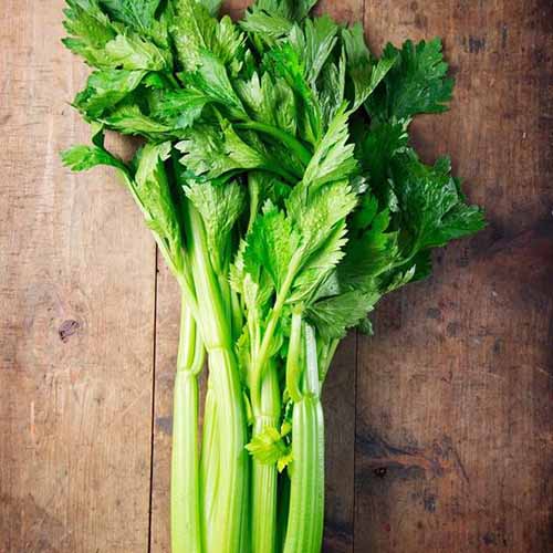 A close up square image of 'Tall Utah' celery set on a wooden surface.