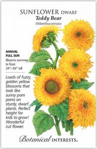 How to Grow Sunflowers in Containers | Gardener’s Path