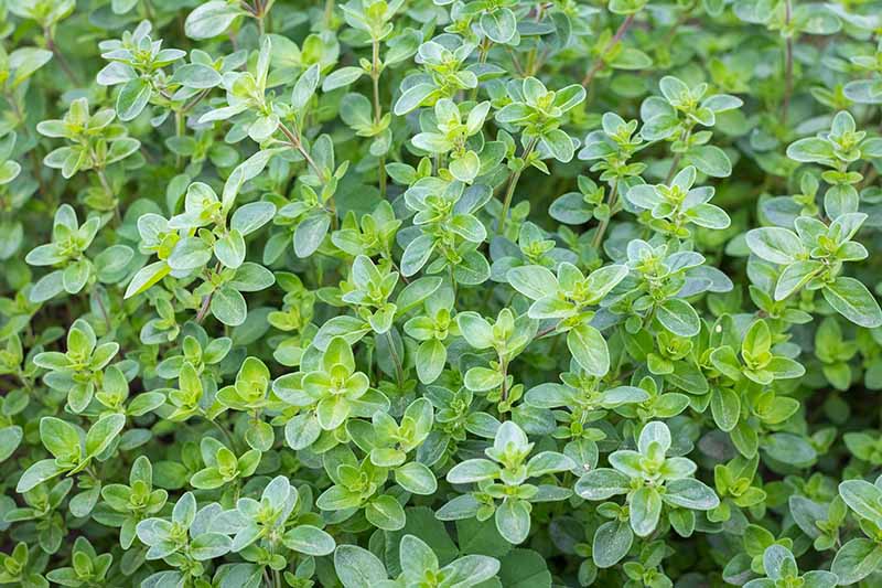 A close up horizontal image of thyme growing in the garden.