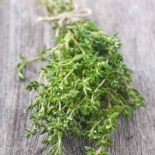 A close up square image of a freshly harvested bunch of thyme set on a wooden surface.