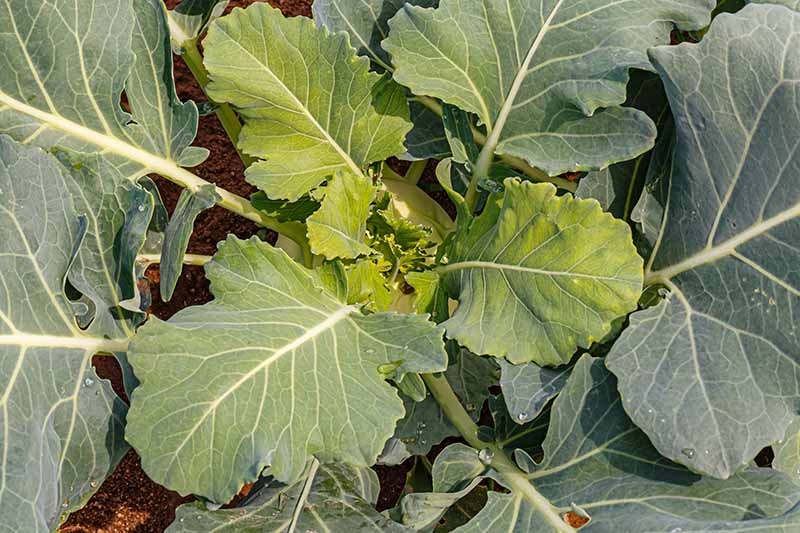 A close up horizontal image of a kohlrabi plant growing in the vegetable garden.