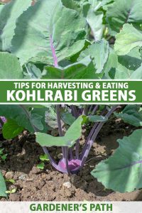 kohlrabi greens harvesting vendors
